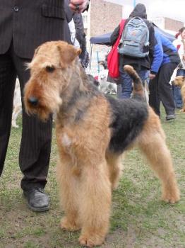Morris - Binne&#039;s father preparing to enter the show ring at CAC Brasov 2011