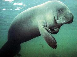 manatee - they thought these were mermaids. They&#039;d be some fat mermaids.