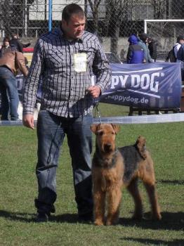 Airedale - Waiting to enter the show ring at CAC Brasov 2011