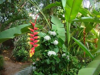 Perennials - These are some of the perennials that grow in my garden - Ixora and Bird of Paradise