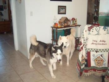 Jake and Koti - these are my mother in law's huskies