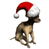 dog - Christmas dog