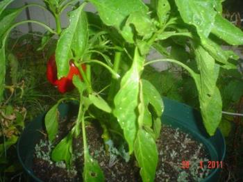 Sweet peppers  - Sweet peppers planted in containers. It´s easier to take care about the weed but it needs more water.