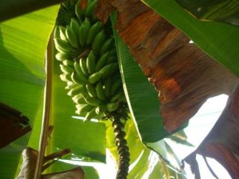 Banana - I use compost prepared by me for my garden. 