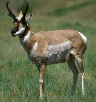 antelope - This is an antelope