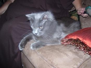 Jasper - Jasper is a bob tailed cat. Not Manx. He has longish hair that is all dark gray, except for a streak across his back right above his tail that is a light silver color. He thinks he is starving, still, but he is playful and friendly