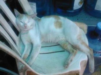 potchi  - my oldest male cat 