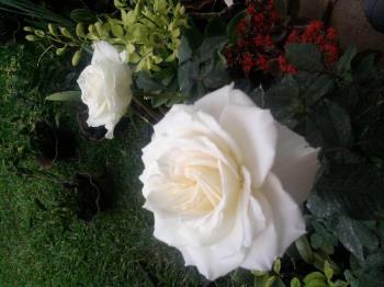 roses from the garden - i love its blooms. like a fistful of wonderful fragrance in velvety form. :)