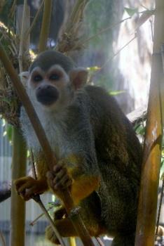 Monkey - Phoenix zoo Monkey - Phoenix zoo