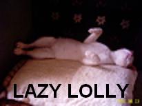 Lazy Lolly - our pet cat - He left us a long time ago. He has now returned but our dog will not let him in.