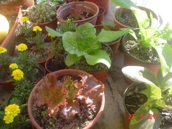 Letuce in containers - My lettuce are doing nicely, considering that it´s Autumn