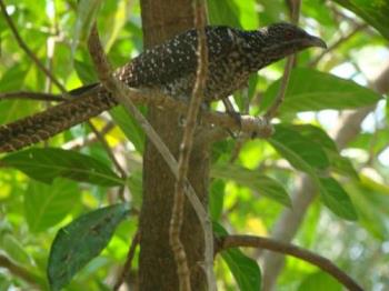 Cuckoo - This is a spotted cuckoo bird. They have made their home at my home. They love the bird bath too. 
