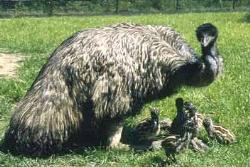 Emu with chicks - Emu with chicks