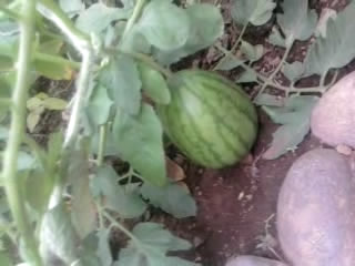 watermelon - one of the surprising things that grew in our very small garden. :)