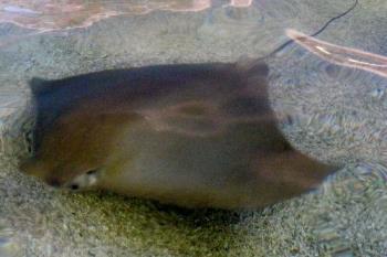 sting ray - This is one of the ones my nephew fed. sting ray - This is one of the ones my nephew fed.