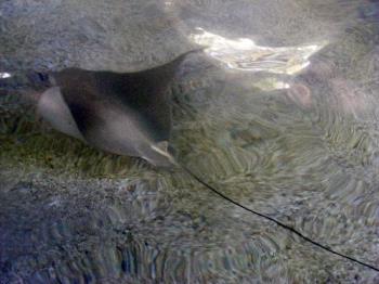 sting ray - This one had a really long tail sting ray - This one had a really long tail