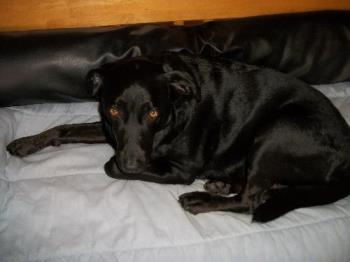 Miky, - Im a black Labrador and I have my own couch!!
