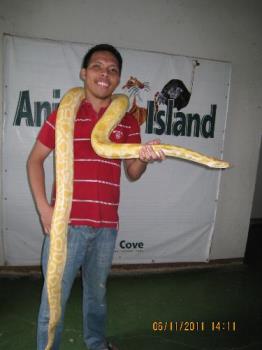 snake - snake in the island cove