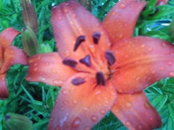orange, not quite red - I have lilies in a container. When they are done blooming I will move them.