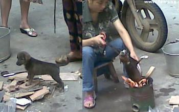 roasting puppy alive  - woman roasting the puppy alive 