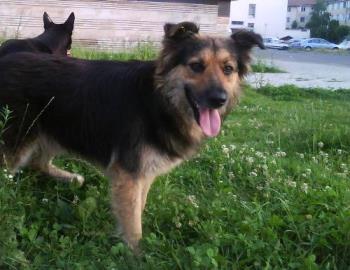 see the yellow earrings on both dogs&#039; ears - Two strays that have been neutered and they have identification earrings