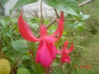 Winter fuchsias  - Another one of nature´s beauty found in my garden.