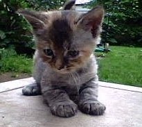 Precious.. Kitten with mysterious hair loss - my adorable precious.. who lost her hair as a baby. 