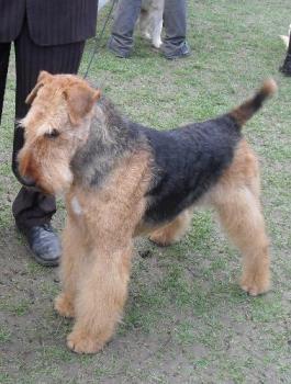 Airedale - at CAC Brasov 2011