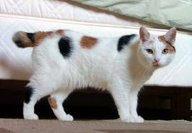 Manx with Short Almost Tail... - This tail looks several inches long & looks much like it has been chopped off.