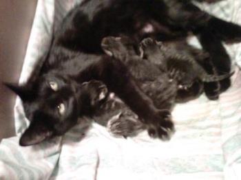 kittens - proud momma precious with her babies