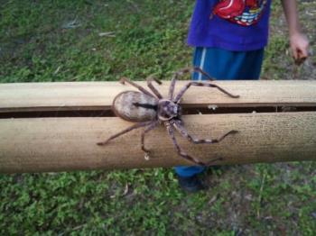 Big Spider - I came across this beauty right next to my hand on this piece of bamboo that I had just cut down! 