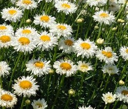 Crazy Daisy - Crazy Daisies, also known as Shasta daisies.