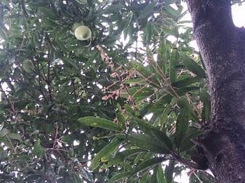Mango Tree - My Mango Tree, the King of all trees in my garden.