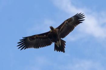 wedge tail eagle - A flying Wedge tail eagle 