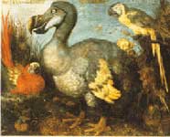 dodo - dodo