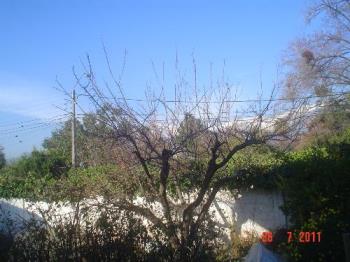 My yard with the Andes at the back. - THe night was cold, but the sight was worth it.