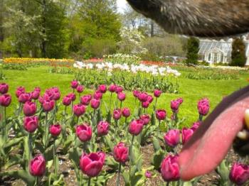 Taken through the mouth of My Dog  - This shot was to be of the tulips, until my dog stepped in front of the lens. Now it has a little more.... tongue 