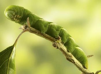caterpillar - The caterpillars at home look like this.

And the plant pretty much look like guava.
