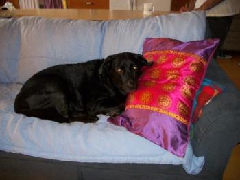 Miky - Miky with his favorite pillow Miky - Miky with his favorite pillow