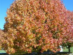 Spectacular Fall Beauty! - Beautiful trees in the fall.