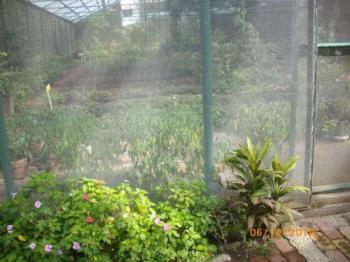 Vegetable Garden - A vegetable garden at home