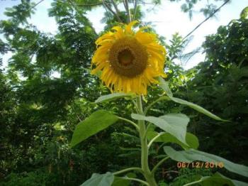 Sunflower - Sunflower in my garden