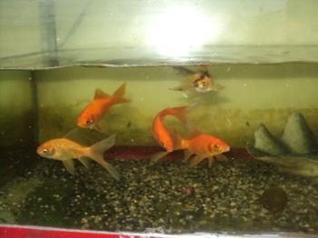 Fish Behavior - Gold fish swim