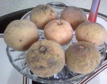 Santol - Ripe Santol