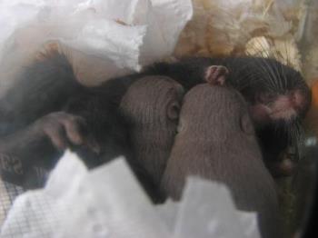 Gerbils sleeping - These are the 2 gray boys. The one on the left is the runt of the litter.