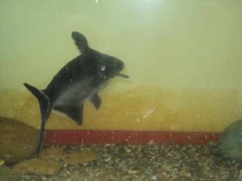 My Fish - Fish in Aquarium