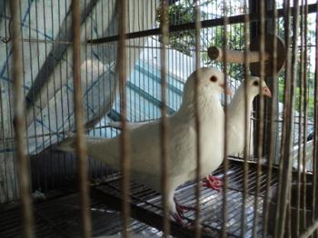 Two of my Doves - Doves on Cage