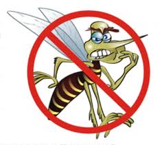 dengue - fever from mosquitos