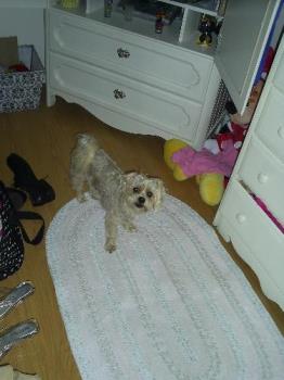 Cockapoo in mommys room - My puppy with me in my room like always. Cockapoo looking at his mommy. 