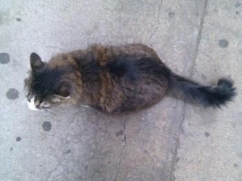 Smart Cat - A neighbor's cat Smart Cat - A neighbor's cat
